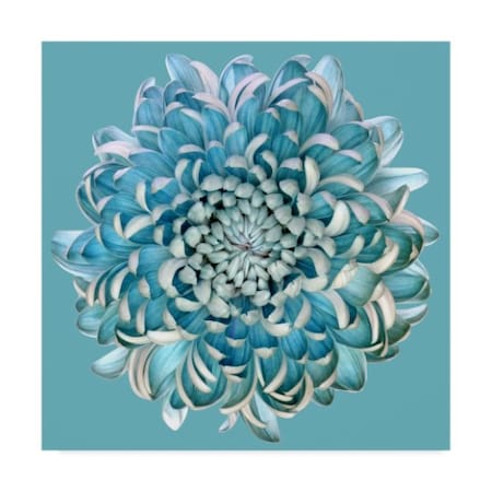 Brian Haslam 'Blue Chrysanthemum' Canvas Art,14x14